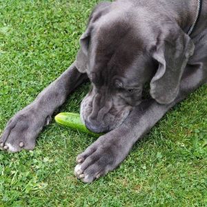 A large dog, a breed of Great Dane, lies on the grass and eats cucumber in the garden in summer, top view.