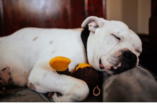 Adorable American Bulldog sleeping with toy on bed