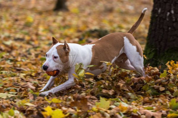 American Bulldog is Running on autumn Ground