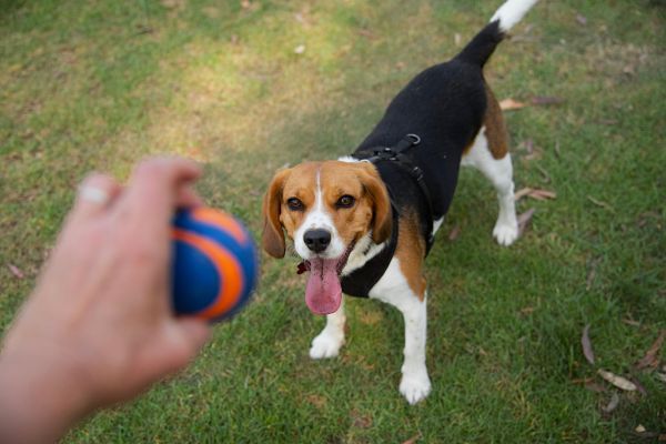 Beaglier playing fetch with a ball