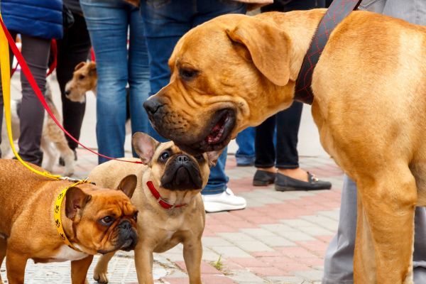 Boerboel says hello to two French bulldogs