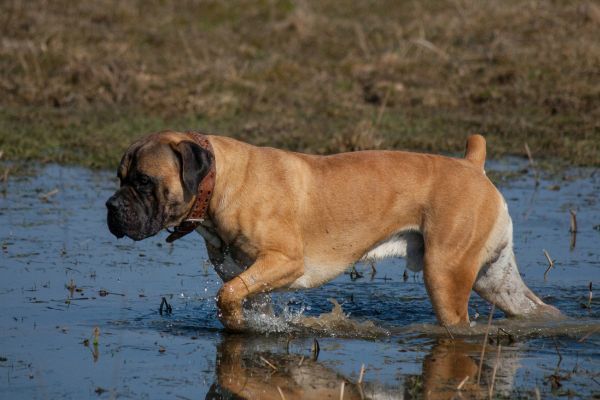 Boerboel walks throught the river water