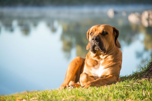 Boerboel lies on the shore of the river
