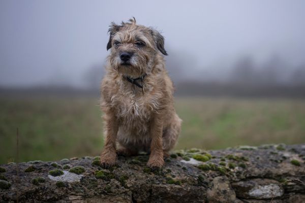 Border Terrier Dog standing on a wall outside