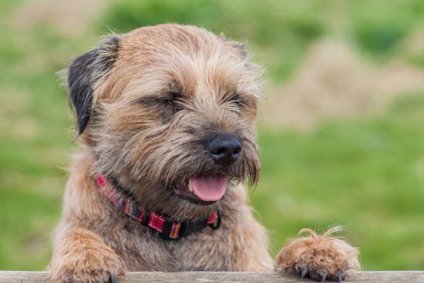 Border Terrier Dog
