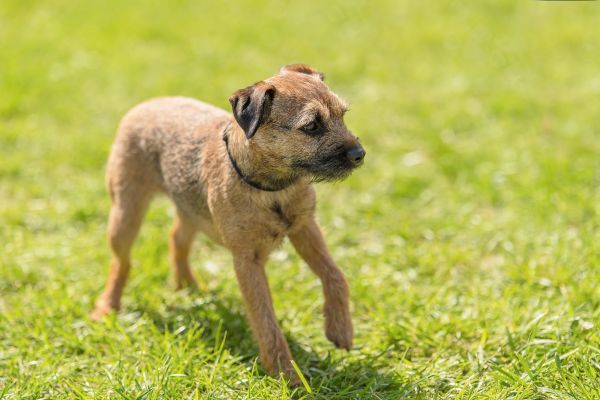 Border Terrier dog in the park
