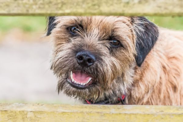 Smiling Border terrier close up