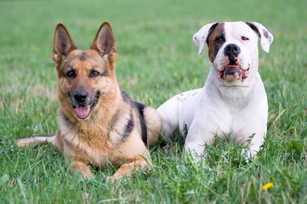 Germany shepherd and American bulldog