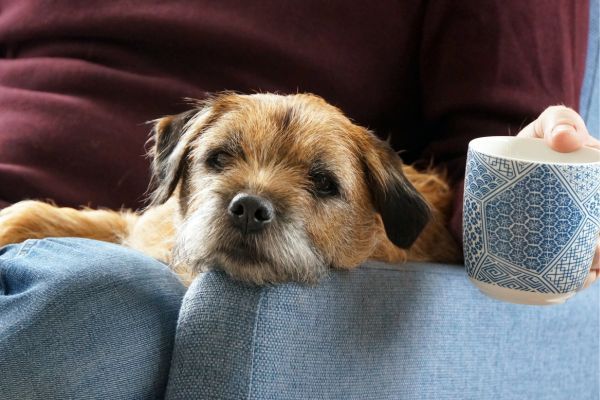 Sweet playful Pet Border Terrier dog