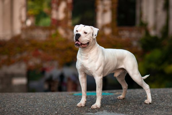 White american bulldog