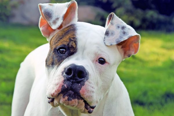 Close up of a beautiful american bulldog looking at camera