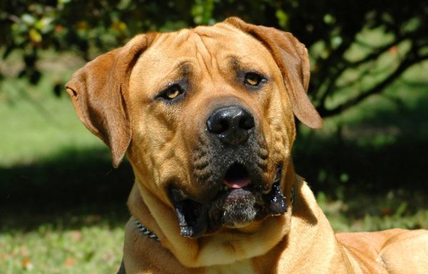 A beautiful big African Boerboel dog head portrait with alert expression