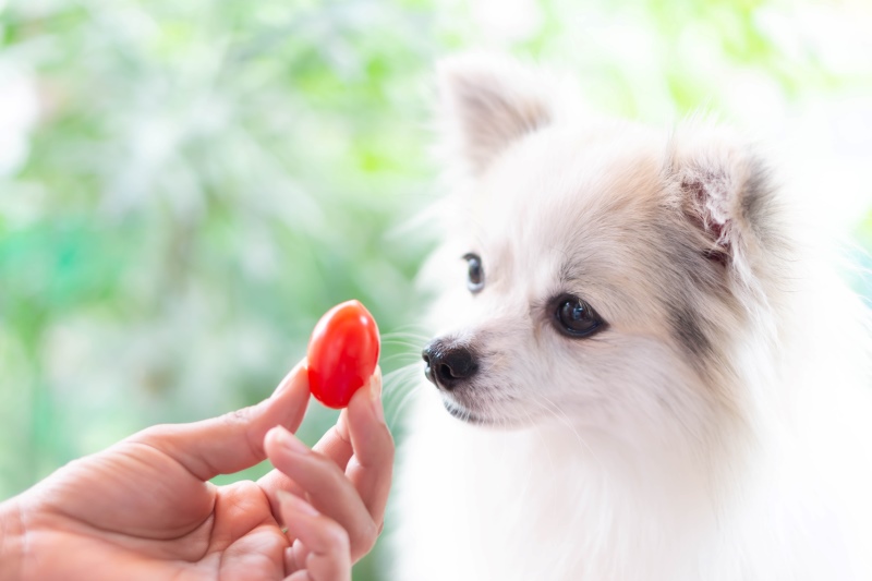 Closeup cute pomeranian dog looking red cherry tomato in hand with happy moment