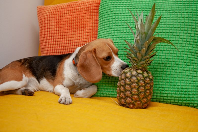 The beagle dog is sniffing a pineapple on the yellow sofa near bright pillows.