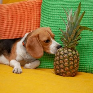 The beagle dog is sniffing a pineapple on the yellow sofa near bright pillows.