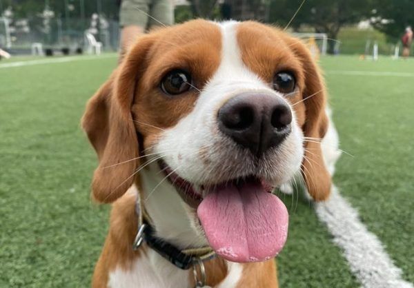 A smiling beaglier with green background