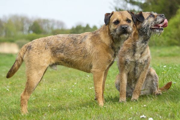 Two Border Terriers standing in the park