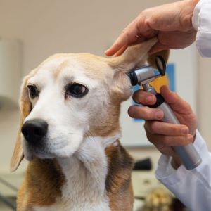 Ear examine by the veterinarian
