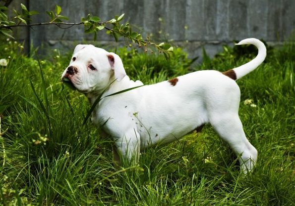 White American Bulldog puppy standing outside in the back yard in the long grass and plants