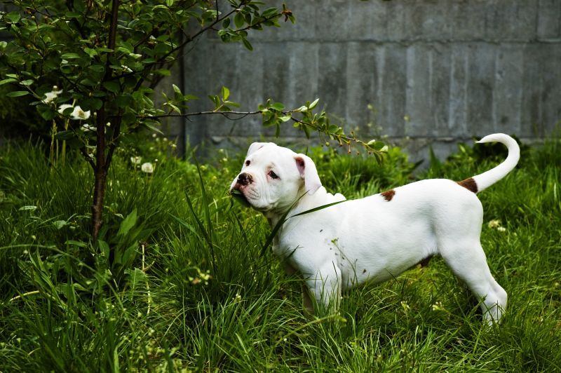 White American Bulldog puppy standing outside in the back yard in the long grass and plants
