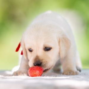 Adorable puppy eating strawberry