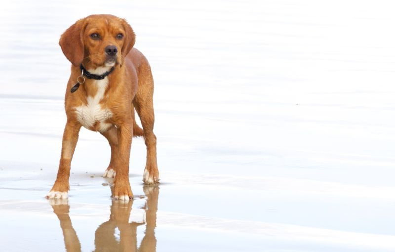 A Beaglier plays on the beach (cross between a Beagle and a King Charles Spaniel)