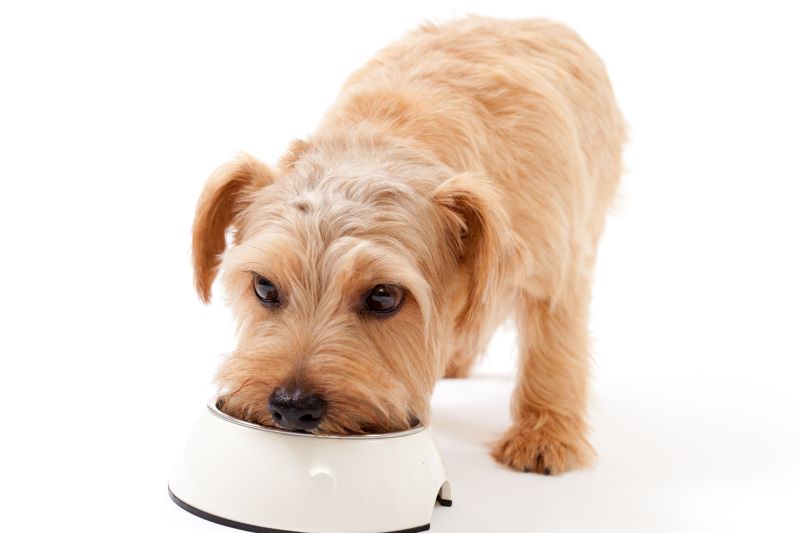 Norfolk terrier dog eating food