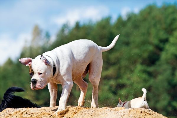 spotted american bulldog exploring outdoors