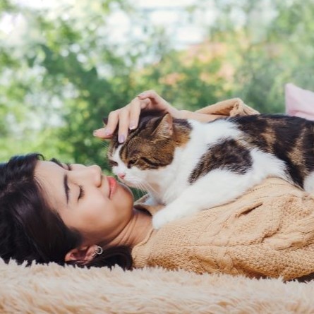 Fluffy and cute scotish cat laying down on asian woman chest while she lay dow on brown carpet at living room, touching cat with love feeling