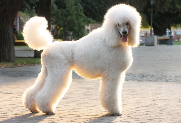 big white poodle
