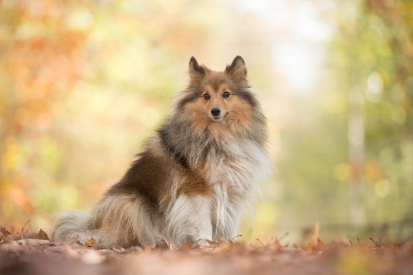 Shetland sheepdog or sheltie dog sitting on a forest path in a forest with autumn colors