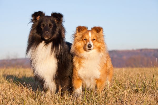 Shetland Sheepdog dog breed Bow Wow Meow Pet Insurance