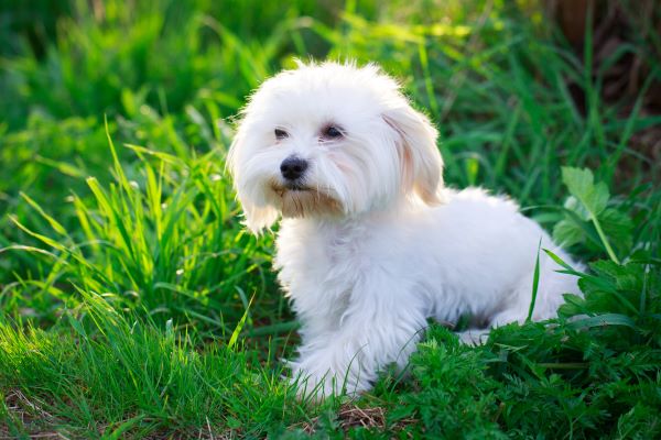 White Maltese dog