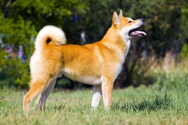 Akita-inu, young dog outdoors