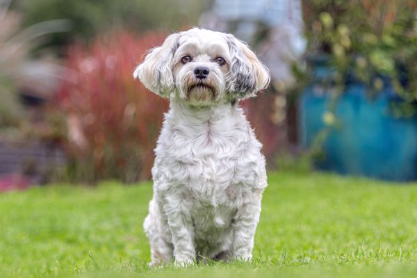 Portrait of a cute white havanese dog in a garden in autumn outdoors