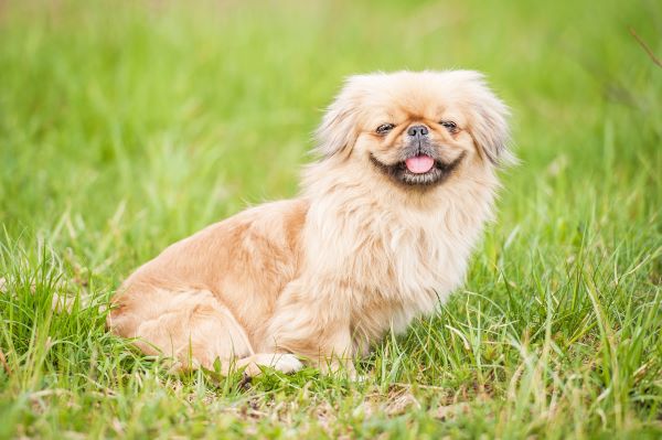 Funny pekingese dog smiling