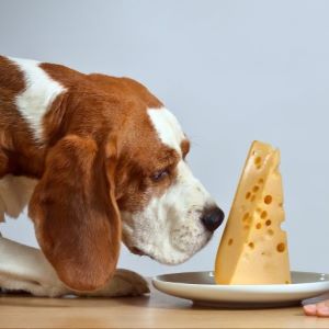girl with cute beagle and cheese on a white plate