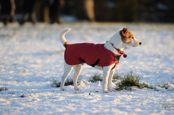 Parson Jack Russell in bright red winter coat looking into the setting sun on a snowy afternoon