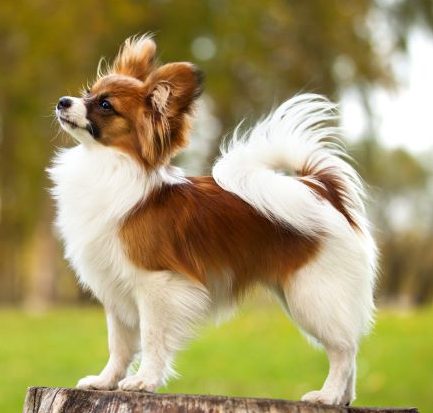 Papillon dog stands on a tree stump outdoors