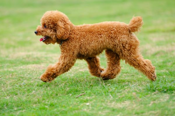 Lovely little toy poodle dog running on the lawn