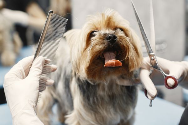 A Yorkshire Terrier at the dog grooming parlour
