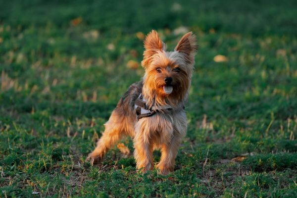 Adorable Yorkie posing in a park