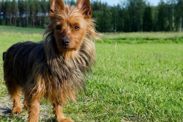 Australian Terrier standing on the grass and looking towards the photographer