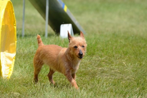 Australian Terrier at a Dog Agility Trial