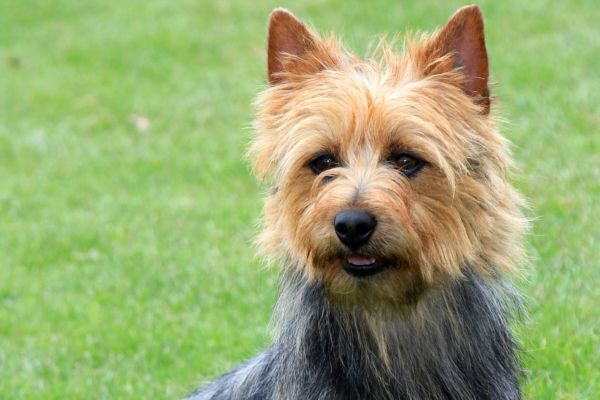 Close up of the cute face of an Australian Terrier