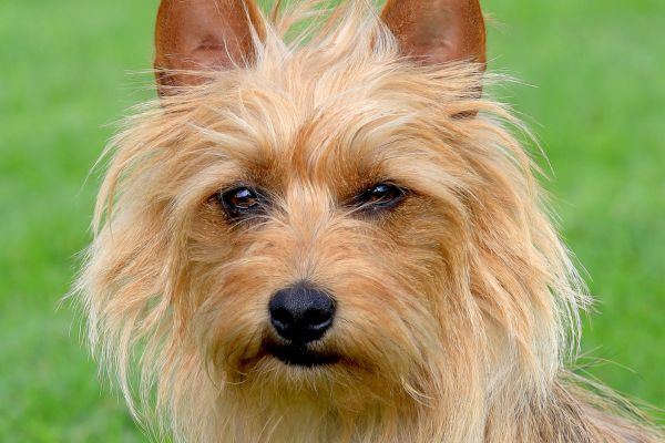 Cute Australian Terrier close-up