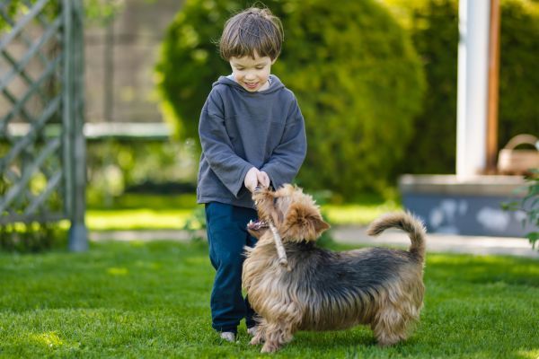 A young boy dressed in blue is playing with his Australian Terrier Dog in a park