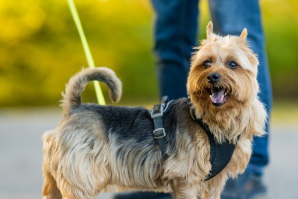 Pedigreed Australian Terrier Dog in Late Autumn Park