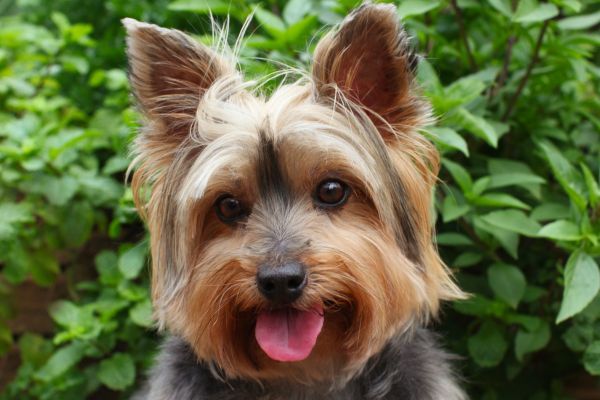 Sweet Yorkie face close up