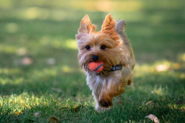 Yorkie Puppy Playing Fetch